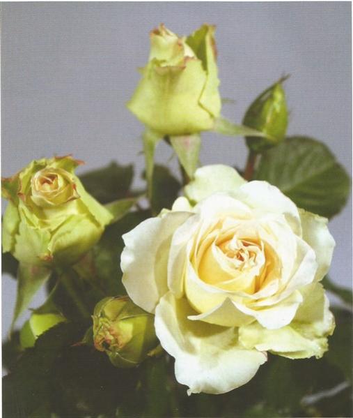 Name:  white masquerade (508 x 600).jpg
Views: 1174
Size:  34.8 KB