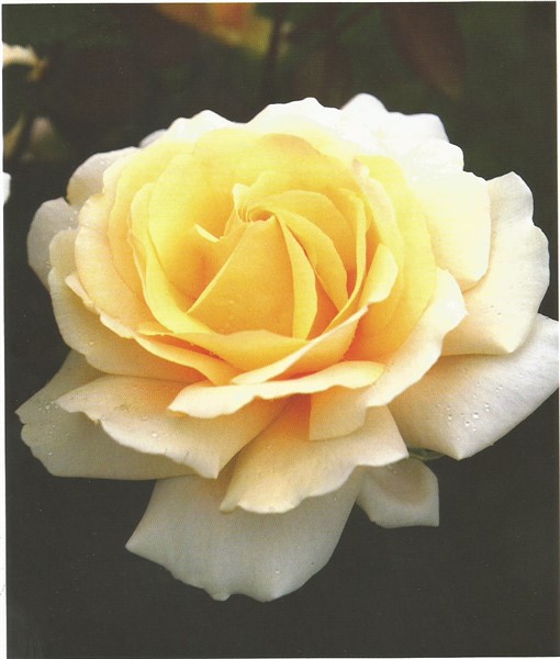 Name:  winter sun (510 x 600).jpg
Views: 1151
Size:  59.5 KB