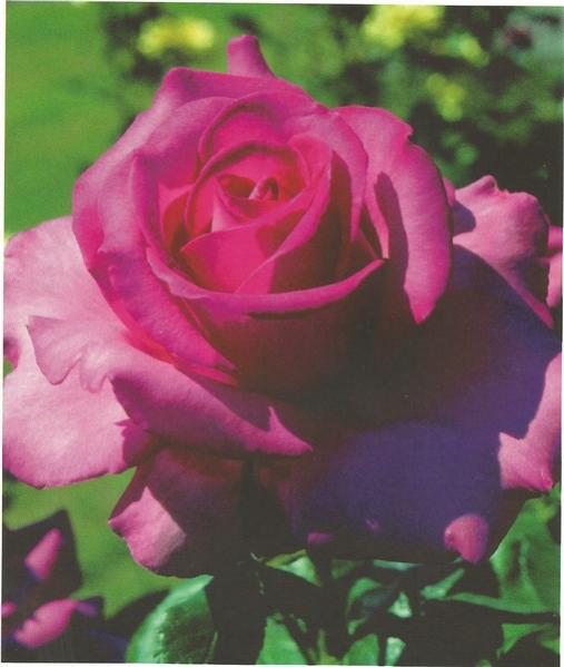 Name:  esmeralda (508 x 600).jpg
Views: 1279
Size:  35.5 KB