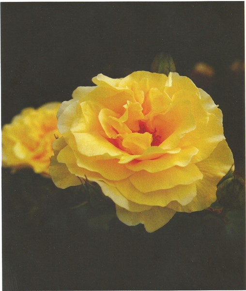 Name:  Golden medallon (508 x 600).jpg
Views: 1140
Size:  53.6 KB