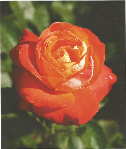 Name:  Kngn der rosen (510 x 600).jpg
Views: 1171
Size:  65.3 KB