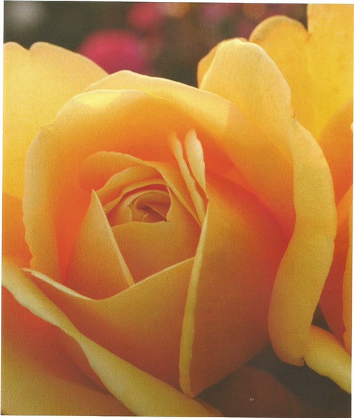 Name:  Kupferknkgn (508 x 600).jpg
Views: 1179
Size:  69.2 KB
