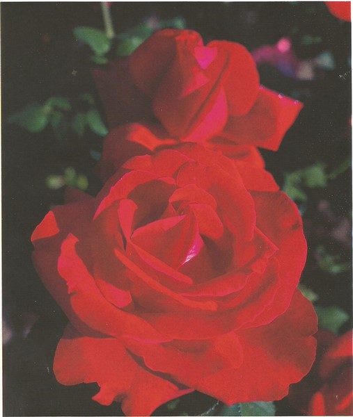 Name:  liebeszauber (507 x 600).jpg
Views: 1166
Size:  51.3 KB