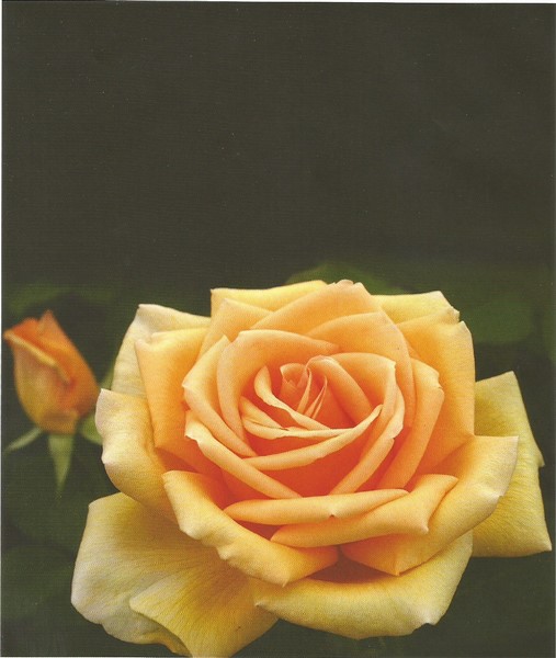 Name:  valencia (507 x 600).jpg
Views: 518
Size:  61.4 KB