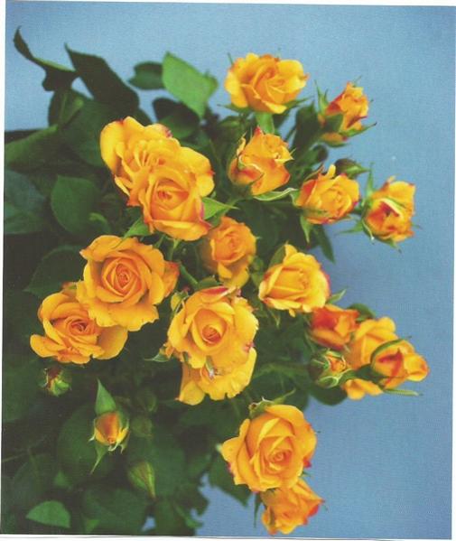 Name:  yellow taifun (506 x 600).jpg
Views: 523
Size:  43.8 KB
