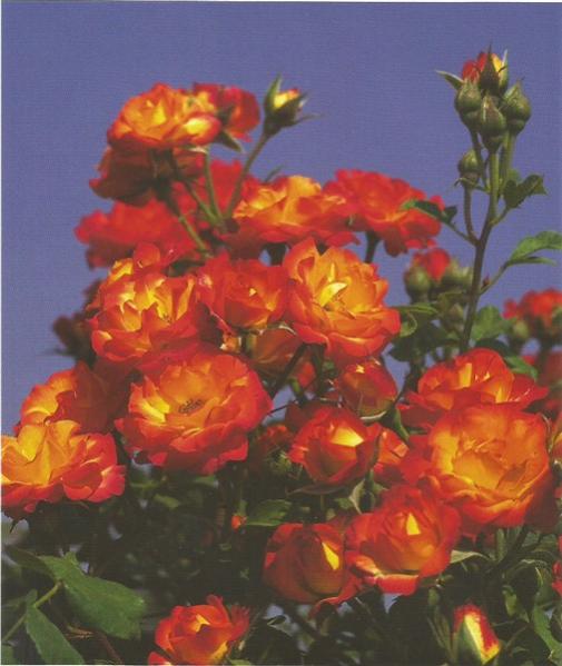 Name:  Tafun (506 x 600).jpg
Views: 499
Size:  41.3 KB