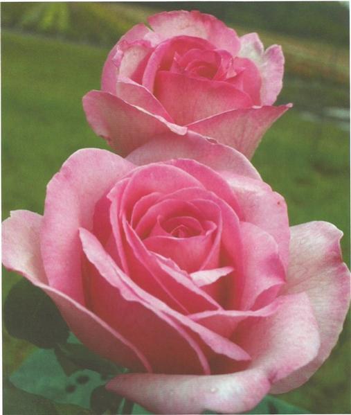 Name:  Sweet parole (508 x 600).jpg
Views: 482
Size:  36.0 KB