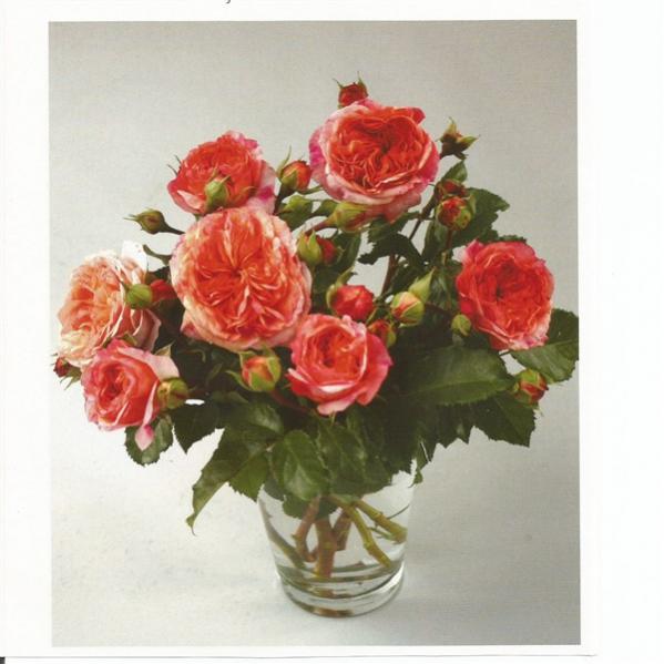 Name:  Scan (600 x 600).jpg
Views: 545
Size:  41.1 KB