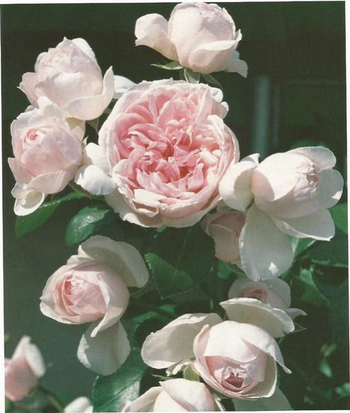 Name:  cnderella (509 x 600).jpg
Views: 486
Size:  43.0 KB