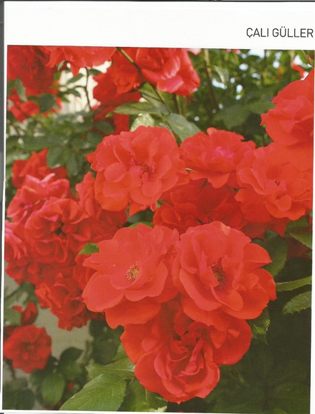 Name:  brillant korsaR (457 x 600).jpg
Views: 491
Size:  64.6 KB
