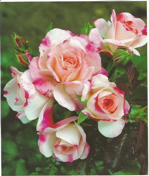 Name:  Rosenstadt (509 x 600).jpg
Views: 498
Size:  48.1 KB
