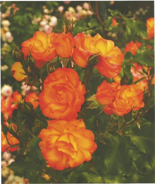 Name:  Bonanza (506 x 600).jpg
Views: 448
Size:  43.1 KB