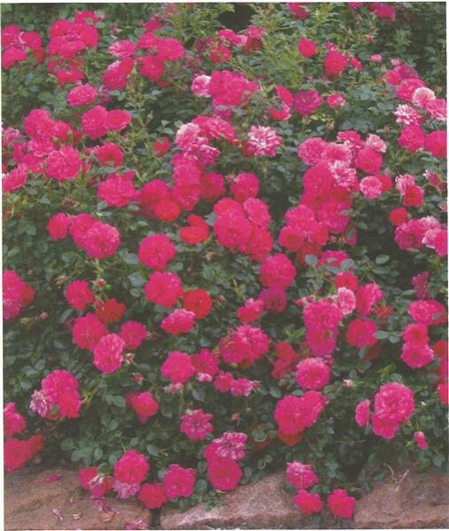 Name:  Knrps (508 x 600).jpg
Views: 475
Size:  60.6 KB