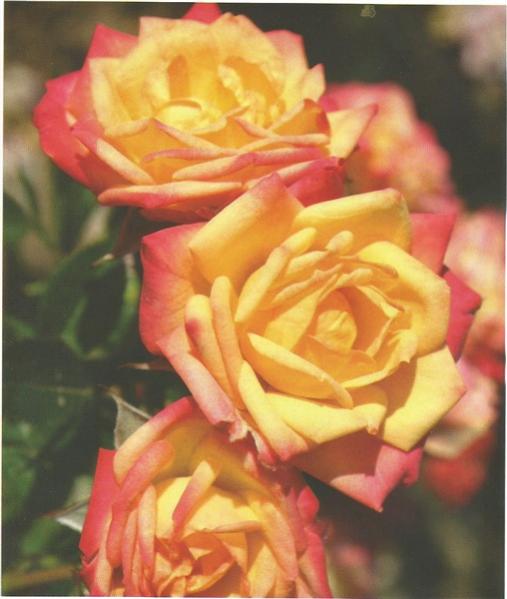 Name:  lttle sunset (508 x 600).jpg
Views: 423
Size:  37.6 KB
