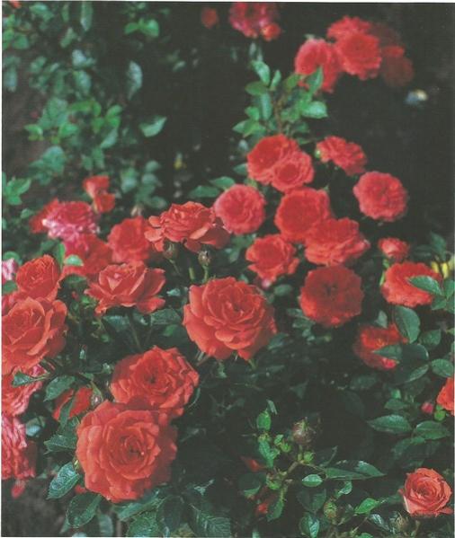 Name:  orange juwel (507 x 600).jpg
Views: 464
Size:  44.6 KB