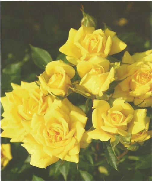 Name:  sonnenkind (505 x 600).jpg
Views: 416
Size:  37.0 KB