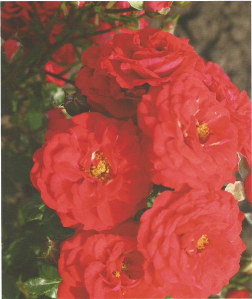 Name:  zwergenfee 09 (507 x 600).jpg
Views: 456
Size:  65.8 KB