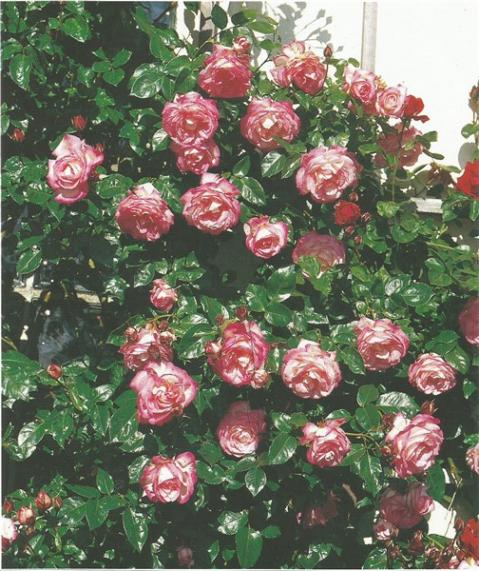 Name:  harlekn (504 x 600).jpg
Views: 739
Size:  67.2 KB