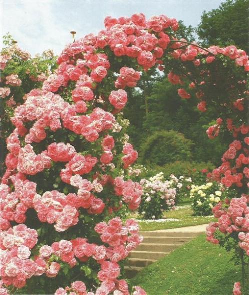 Name:  Scan0002 (507 x 600).jpg
Views: 788
Size:  67.5 KB