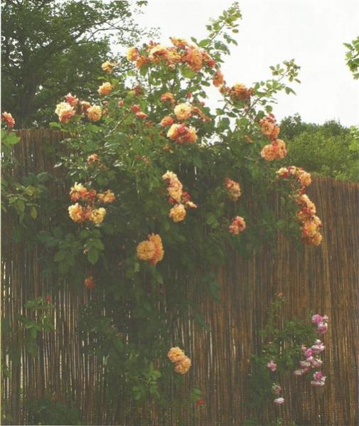 Name:  Scan0002 (506 x 600).jpg
Views: 779
Size:  53.0 KB