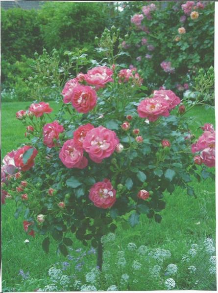 Name:  baston 3 (446 x 600).jpg
Views: 742
Size:  55.8 KB