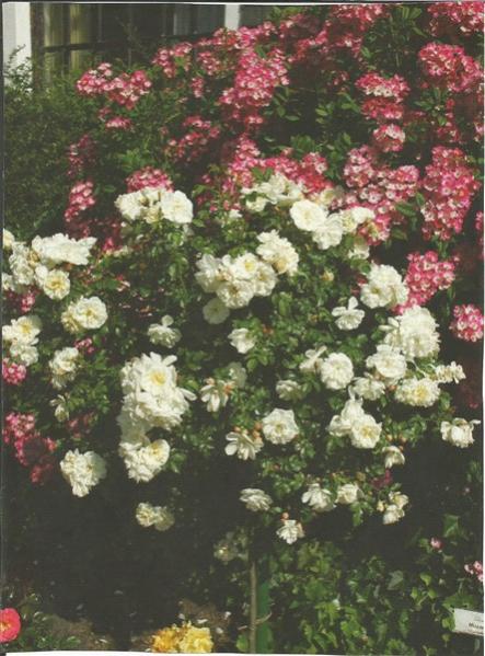 Name:  baston 4 (444 x 600).jpg
Views: 733
Size:  55.0 KB