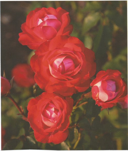 Name:  planten un blomen (508 x 600).jpg
Views: 686
Size:  59.0 KB