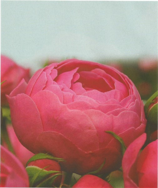 Name:  pomponella (506 x 600).jpg
Views: 703
Size:  62.8 KB