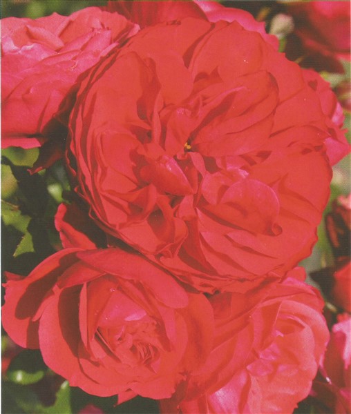 Name:  cherry girl (508 x 600).jpg
Views: 662
Size:  63.3 KB