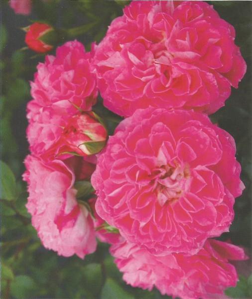 Name:  charmant (507 x 600).jpg
Views: 651
Size:  39.4 KB