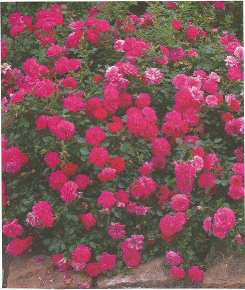 Name:  knrps (508 x 600).jpg
Views: 711
Size:  60.2 KB