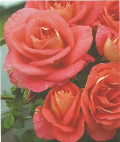 Name:  sommmersonne (507 x 600).jpg
Views: 700
Size:  38.0 KB