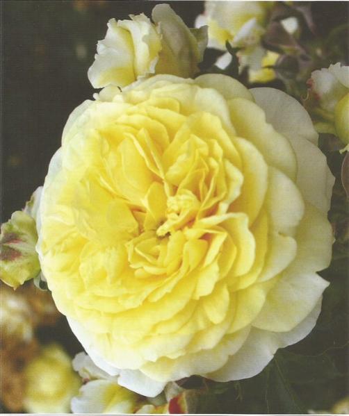 Name:  solero (503 x 600).jpg
Views: 658
Size:  35.7 KB