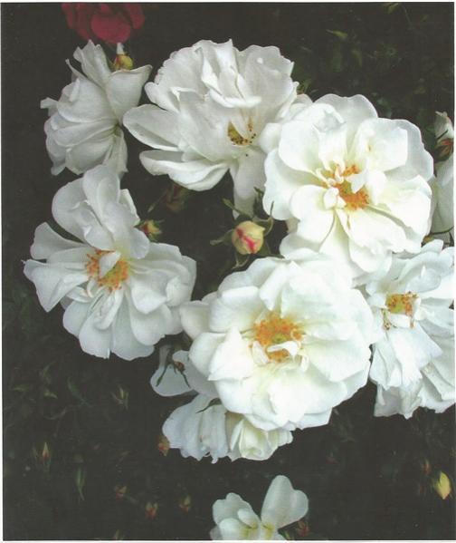 Name:  damant (505 x 600).jpg
Views: 644
Size:  37.1 KB