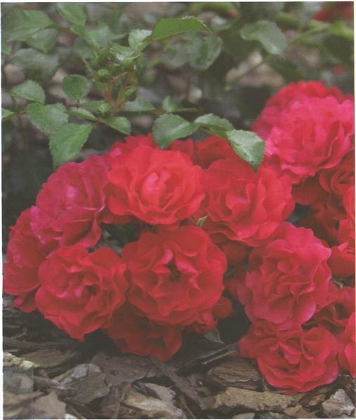 Name:  gartnerfreude (508 x 600).jpg
Views: 684
Size:  37.4 KB