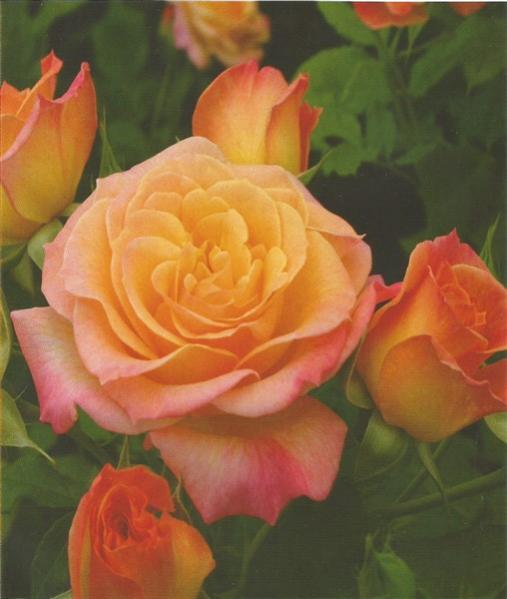 Name:  Garten spa (508 x 600).jpg
Views: 452
Size:  33.5 KB