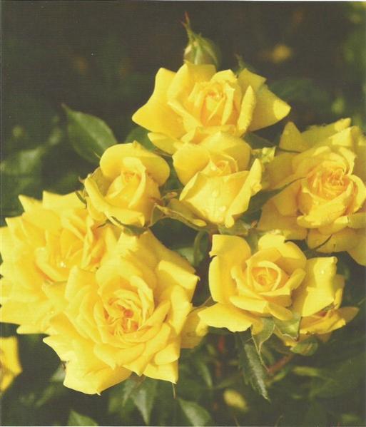 Name:  sonnenknd (514 x 600).jpg
Views: 409
Size:  37.3 KB