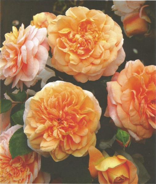 Name:  sangerhauser (508 x 600).jpg
Views: 416
Size:  45.3 KB