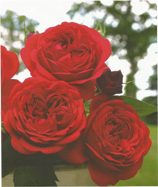 Name:  out of rosenheim (508 x 600).jpg
Views: 395
Size:  68.6 KB
