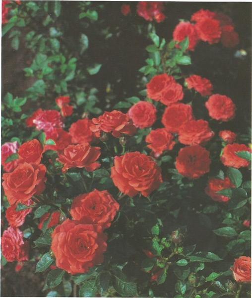 Name:  orangr juwel0002 (509 x 600).jpg
Views: 410
Size:  44.3 KB