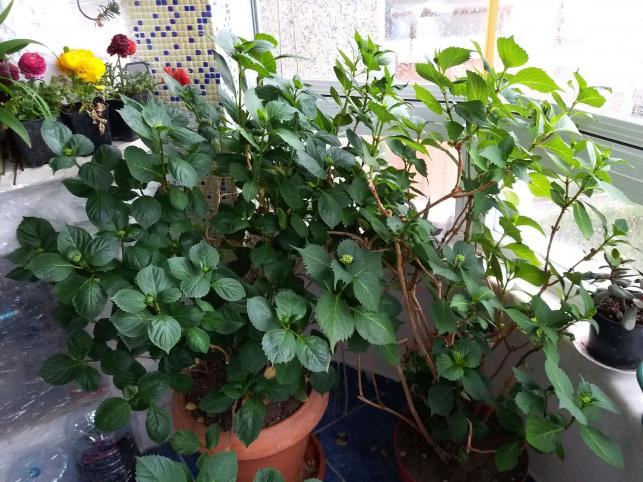 Name:  20170421_080840.jpg
Views: 1037
Size:  70.4 KB