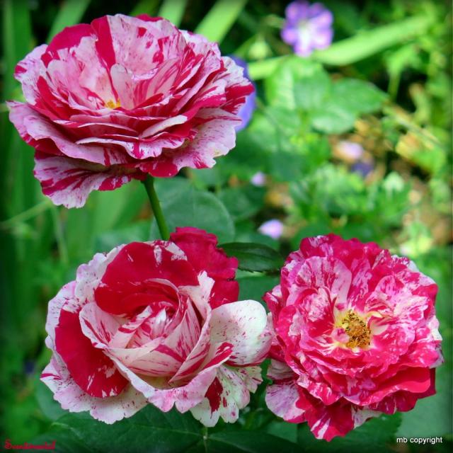 Name:  scentimental2.jpg
Views: 904
Size:  70.0 KB