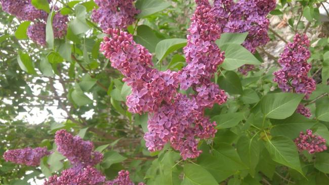 Name:  20170501_165101.jpg
Views: 737
Size:  52.1 KB