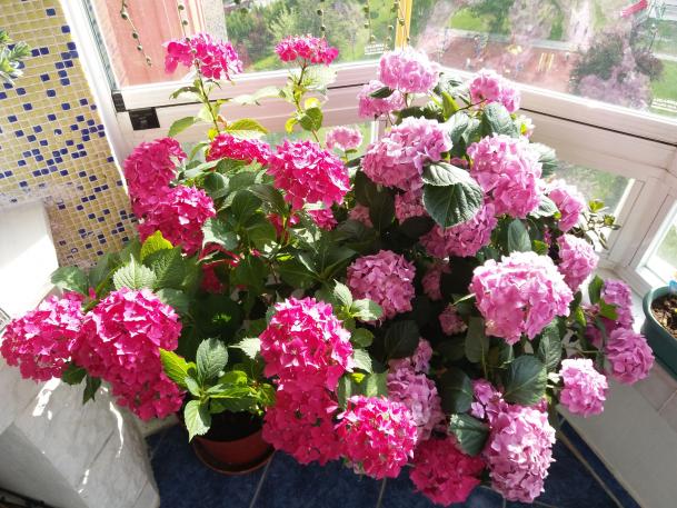Name:  20170611_173423.jpg
Views: 794
Size:  71.7 KB