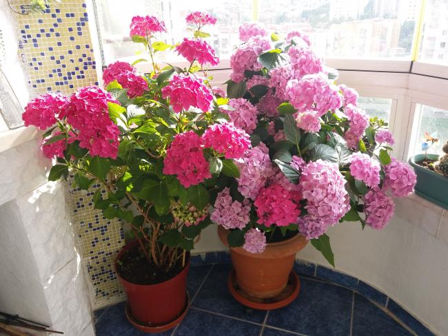 Name:  20170611_173428.jpg
Views: 795
Size:  65.2 KB