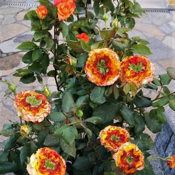 Name:  PERHAN YLAR (2).jpg
Views: 1500
Size:  74.3 KB