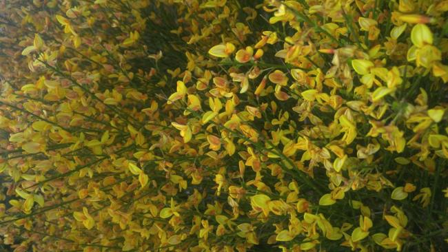 Name:  Spartium junceum (Katr trna) 1.jpg
Views: 767
Size:  55.2 KB