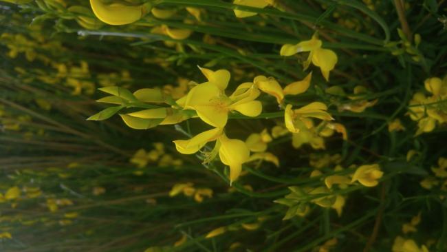 Name:  Spartium junceum (Katr trna) 11.jpg
Views: 862
Size:  29.9 KB