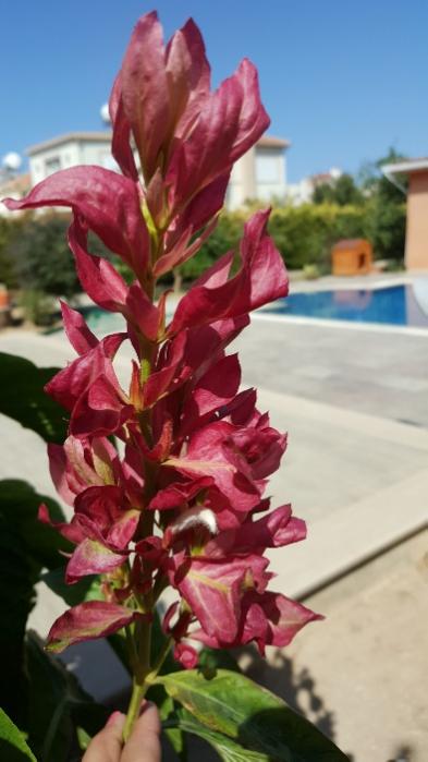 Name:  Brasilian red cloak flower.jpg
Views: 511
Size:  37.8 KB