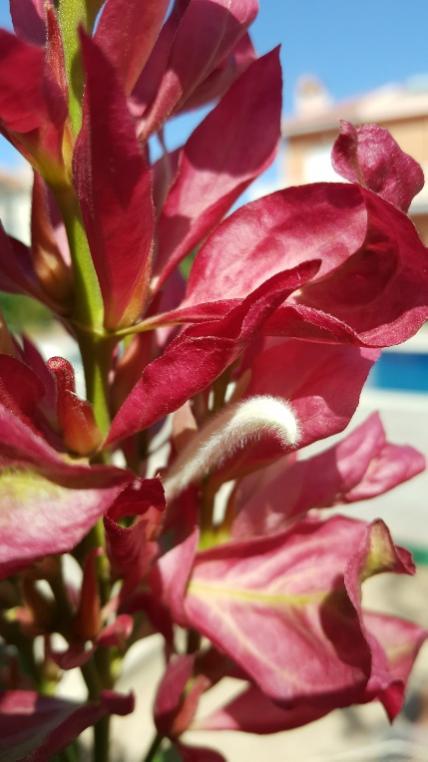 Name:  Megaskepasma erythrochlamys stamen.jpg
Views: 551
Size:  43.4 KB
